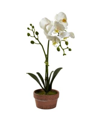 4-Pc. Phalaenopsis Orchid Set with Clay Vases