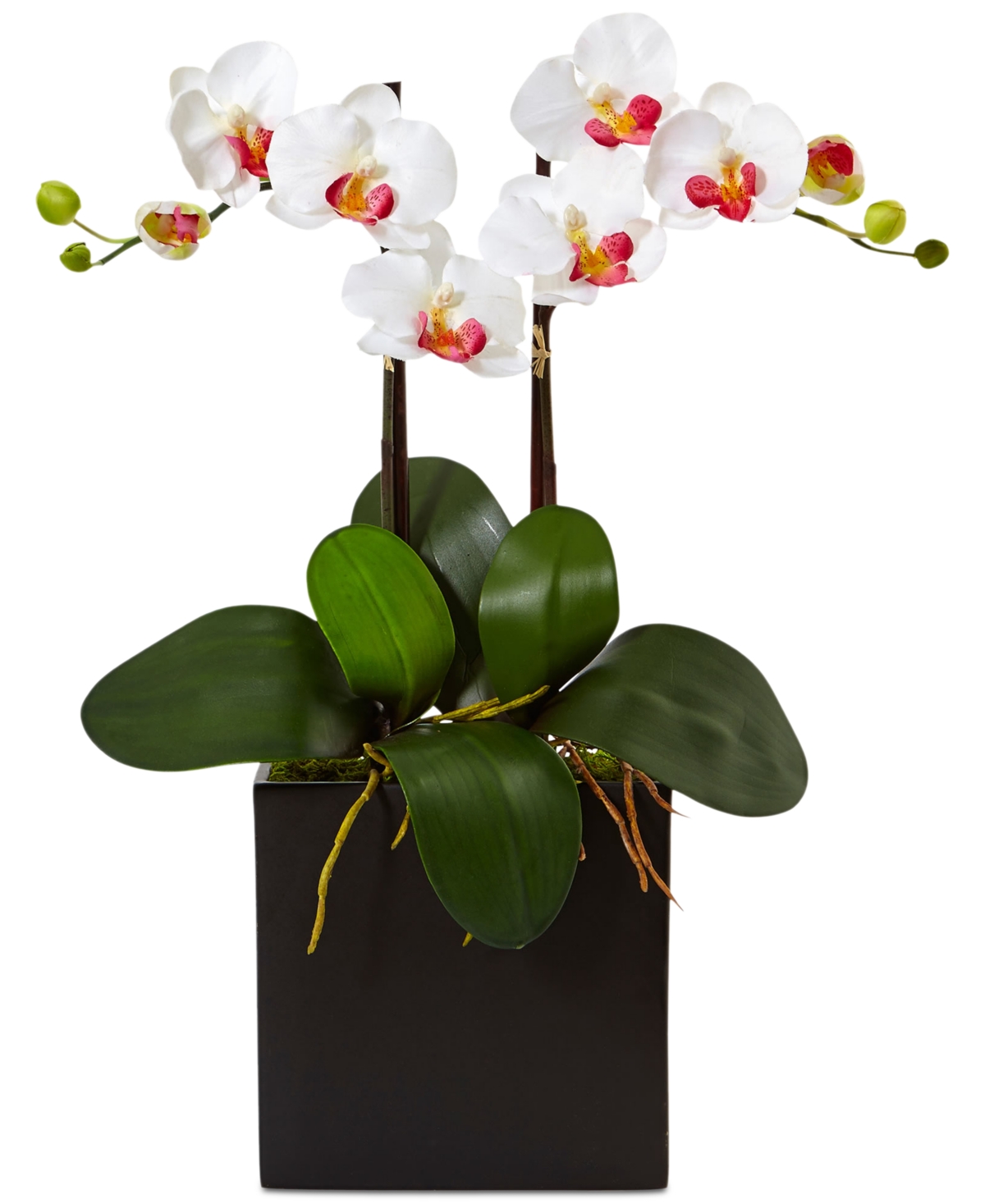 Double Mini Phalaenopsis Orchid Artificial Plant in Black Vase - White