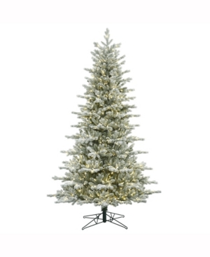 Vickerman 75' Frosted Eastern Frasier Fir Artificial Christmas Tree with 700 Warm White Led Lights
