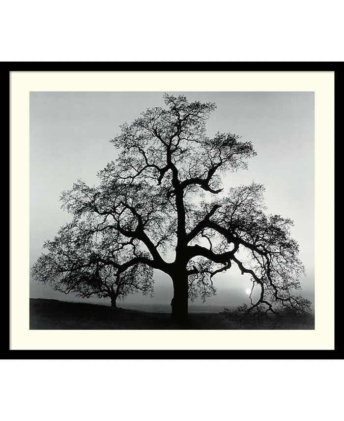 Amanti Art - Oak Tree, Sunset City, California, 1962 29x25 Framed Art Print