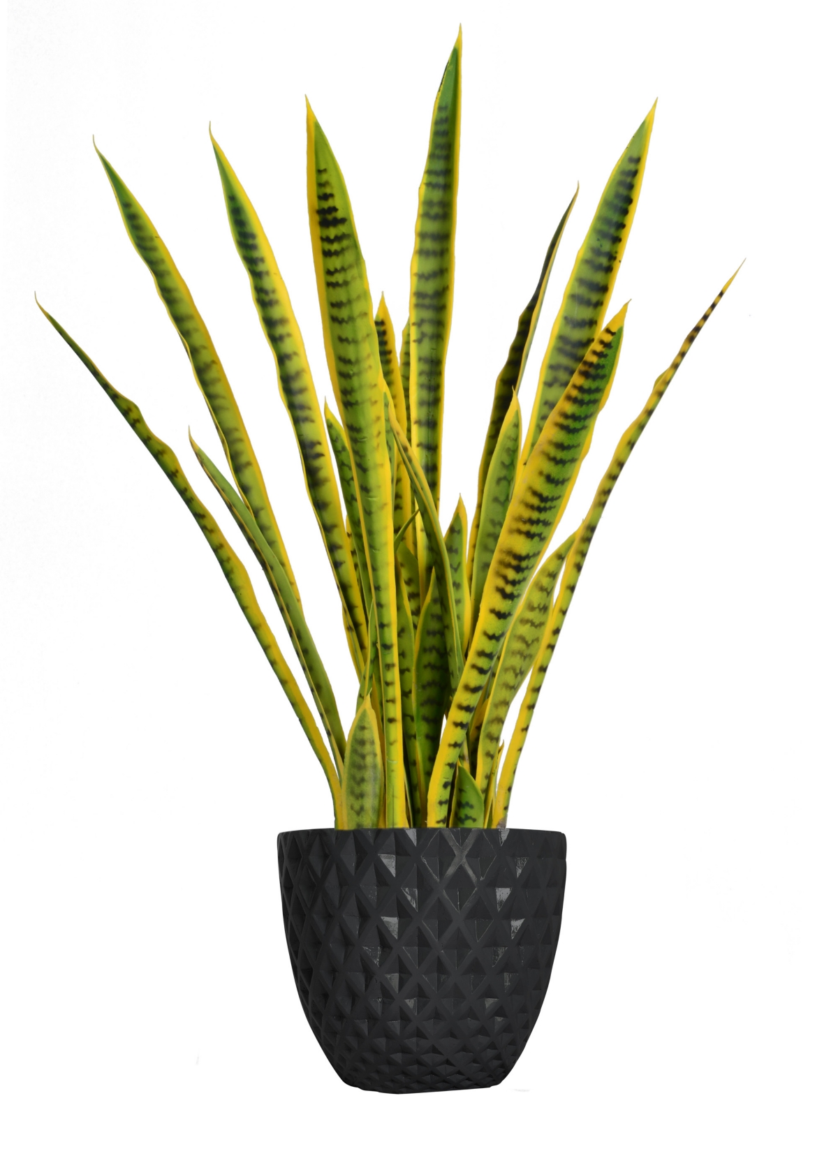 40" Tall Snake Plant In Planter - Assorted