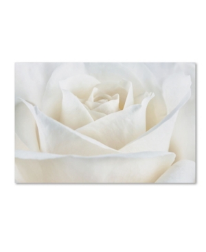Trademark Global Cora Niele 'pure White Rose' Canvas Art In Multi