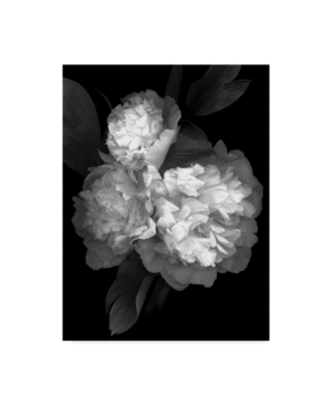 Trademark Global Susan S. Barmon 'peony 3 Black And White' Canvas Art In Multi