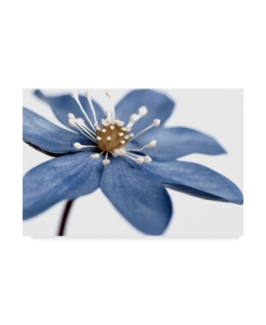 Trademark Global Tom Quartermaine 'blue Flower On White' Canvas Art In Multi