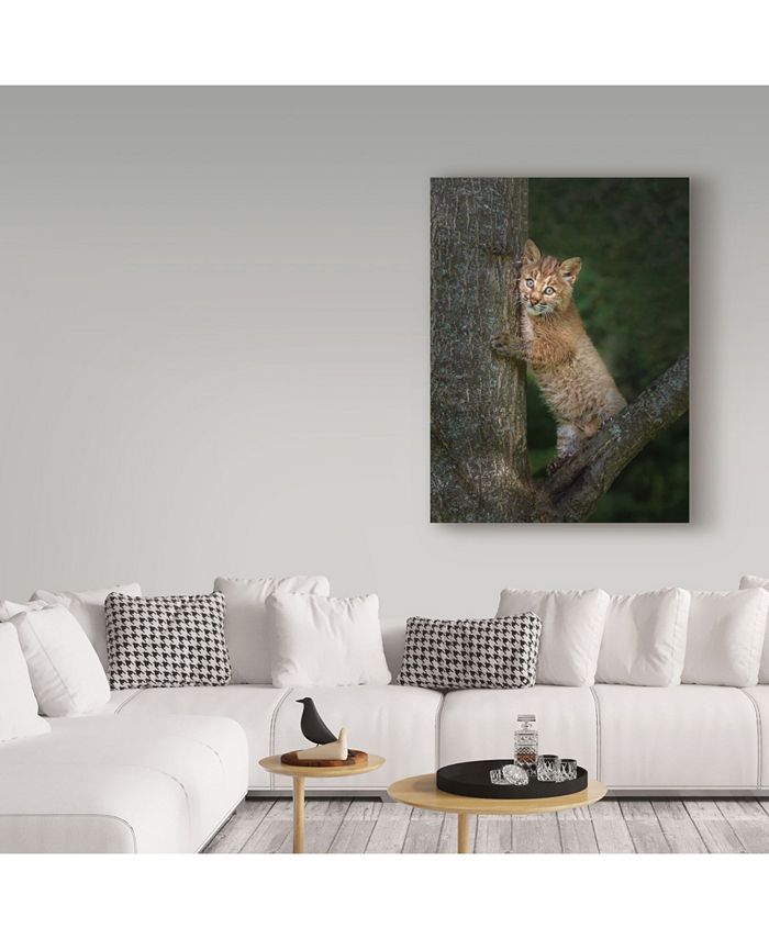 Trademark Global Galloimages Online 'Bobcat Kitten Poses Against Tree ...