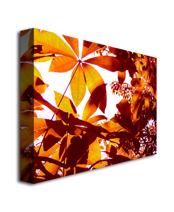 Trademark Global Amy Vangsgard 'Light Coming Through Tree Leaves ...