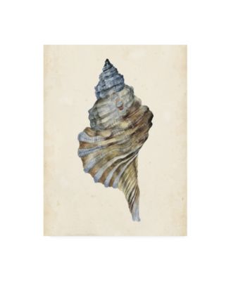 Trademark Global Melissa Wang Watercolor Seashell III Canvas Art - 19.5" x 26"