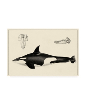 Trademark Global Unknown Antique Whale Study I Canvas Art In Multi
