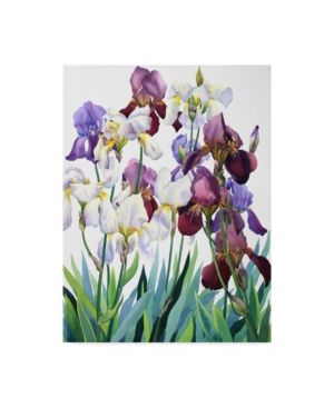 Trademark Global Christopher Ryland White And Purple Irises Canvas Art In Multi