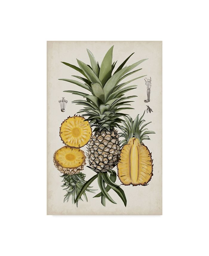Trademark Global Naomi Mccavitt Pineapple Botanical Study I Canvas Art ...