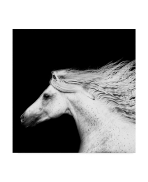 Trademark Global Ph Burchett Black And White Horses V Canvas Art In Multi