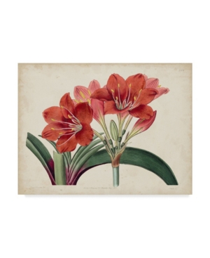 Shop Trademark Global Curtis Amaryllis Splendor Ii Canvas Art In Multi