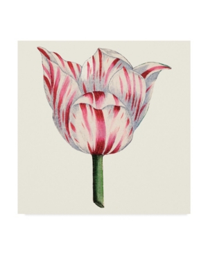 Vision Studio Tulip Garden I Canvas Art - 15