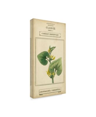 Trademark Global Vision Studio Linnaean Botany V Canvas Art - 20" x 25"