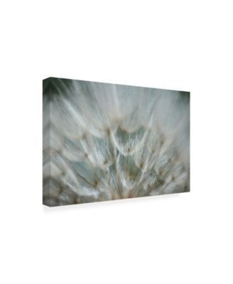 Trademark Global Renee W. Stramel Macro Dandelion V Canvas Art - 19.5" x 26"