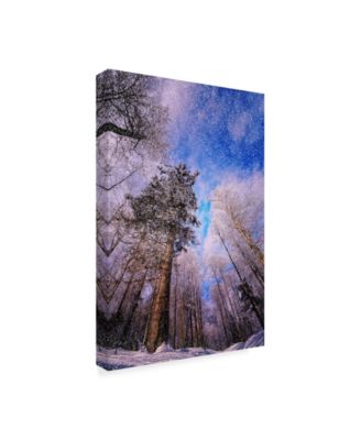 Trademark Global Philippe Sainte-Laudy Let it Snow Trees Canvas Art - 20" x 25"