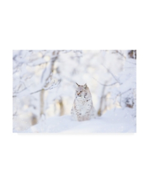 Trademark Global Photoinc Studio Snow Lynx Canvas Art In Multi