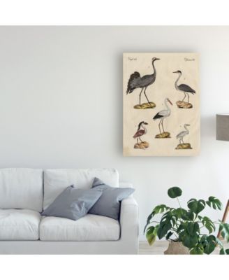 Trademark Global Friedrich Strack Heron Classification I Canvas Art - 20" x 25"