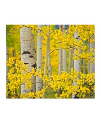 Colossal Images - CLOSEUP ASPEN ART L