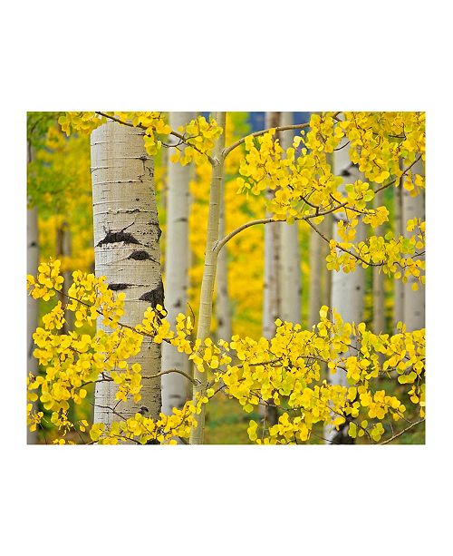 Christopher Knight Collection Aspen Trees Close Up Canvas Art