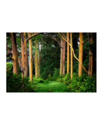 Colossal Images - RAINBOW TREES ART M