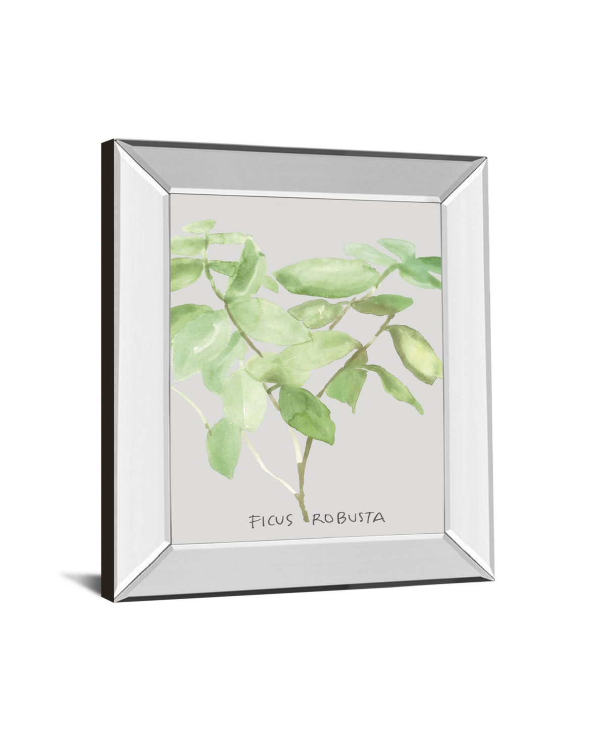 Classy Art Ficus Robusta by Katrien Soeffers Mirror Framed Print Wall Art,