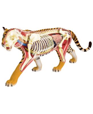 4D Vision Tiger Anatomy Model