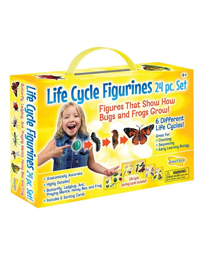 Insect Lore - STEM Learning Life Cycle Stage Figurines