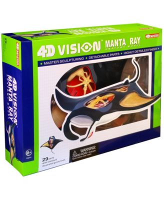 4D Master 4D Vision Manta Ray Anatomy Model