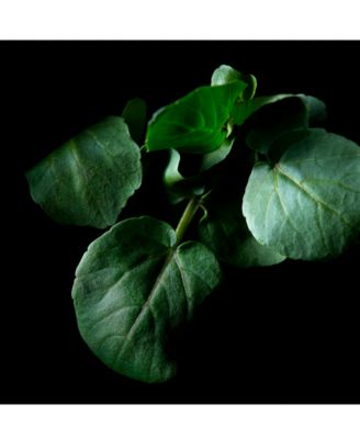 Volumizing Cream Supreme 1.7 oz