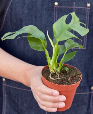 Philodendron Mini Monstera Minima Live Plant, 4" Pot