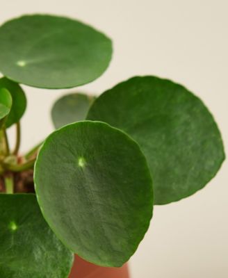 Pilea Peperomioides 'Chinese Money' Live Plant, 4" Pot
