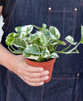 Pothos 'N'Joy' Live Plant, 4" Pot