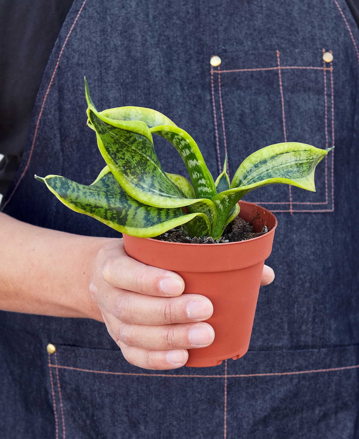 House Plant Shop Snake Plant Twist Live Plant, 4" Pot In No Color