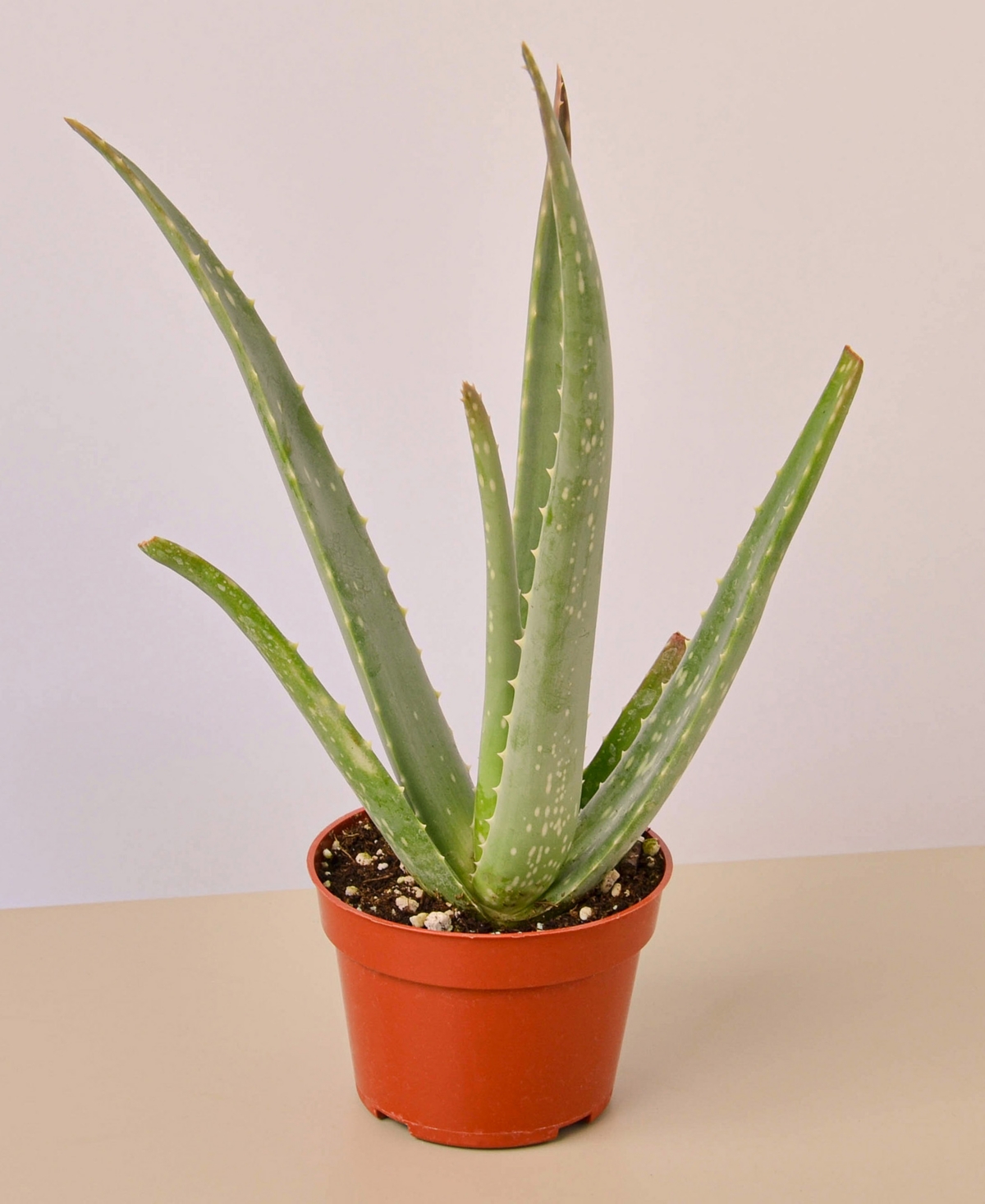 Aloe Vera Live Succulent, 4" Pot