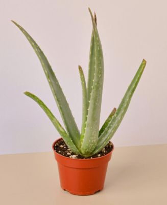 Aloe Vera Live Succulent, 4