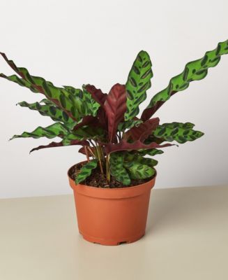 Calathea Lancifolia 'Rattlesnake' Live Plant, 6