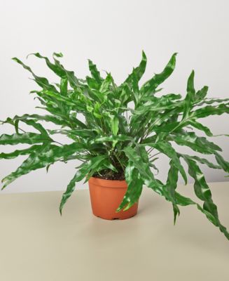 Fern 'Kangaroo Paw' Live Plant, 6