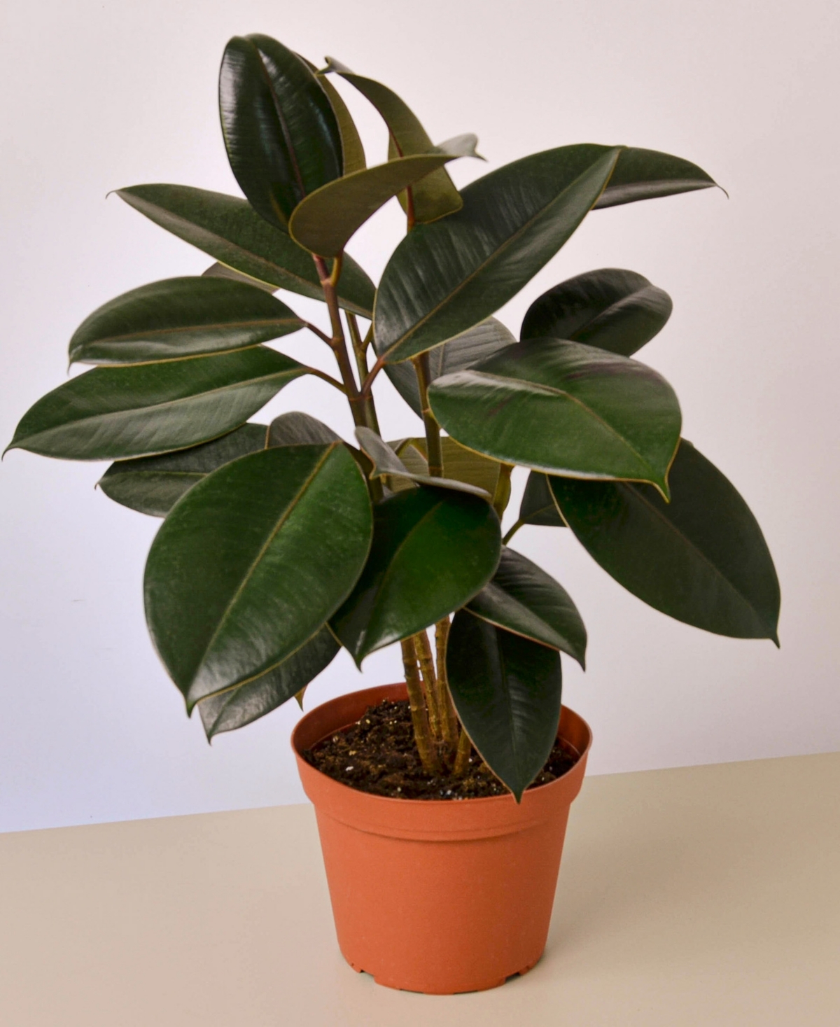 Ficus Elastica 'Burgundy' Live Plant, 6" Pot