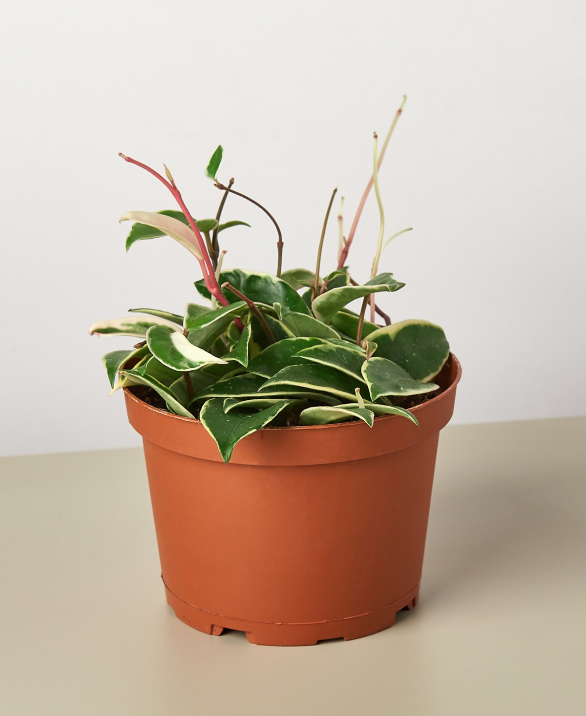 Tricolor Hoya Carnosa Wax Flower Live Plant, 6" Pot