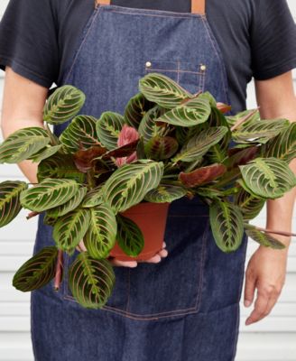 Maranta Red Prayer 'Herringbone' Live Plant, 6" Pot