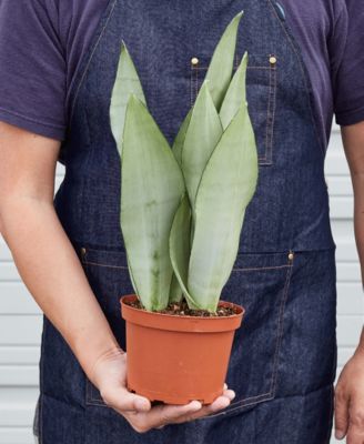 Snake Plant Moonshine Live Plant, 6" Pot