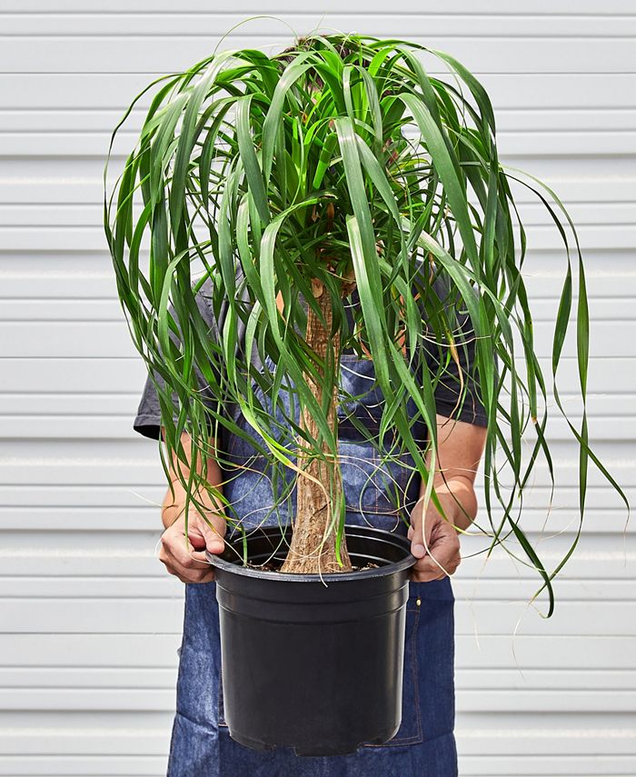 House Plant Shop Palm 'Ponytail' Live Plant, 10" Pot Macy's