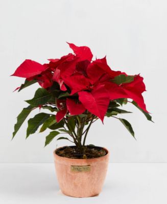 Lively Root Poinsettia Holiday Live Plant, 6