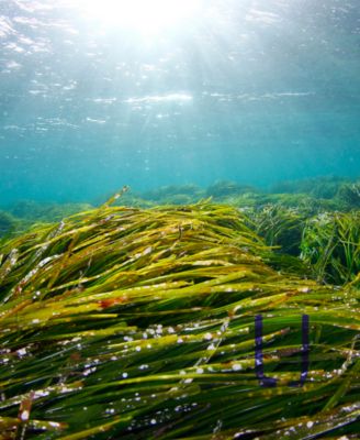 Clé de Peau Beauté The Serum, 0.1 oz.