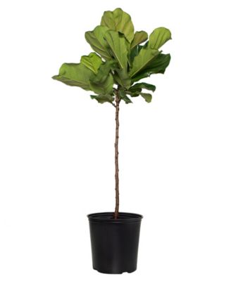 National Plant Network