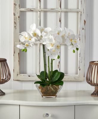 Triple Phalaenopsis Orchid in Glass Vase