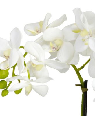 Phalaenopsis Flower Arrangement
