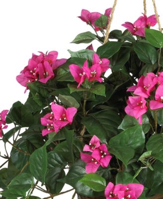 Bougainvillea Hanging Basket 