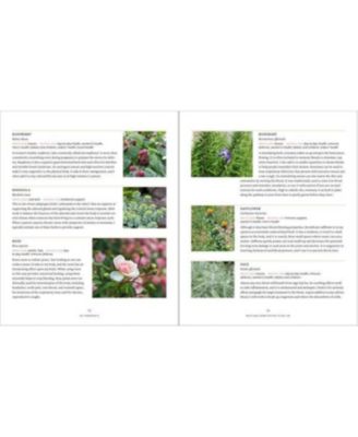 Master Recipes From the Herbal Apothecary - 375 Tinctures, Salves, Teas, Capsules, Oils, and Washes For Whole-Body Health and Wellness by Jj Pursell